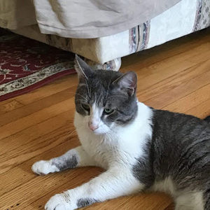 Meet your Posher, Mubeena